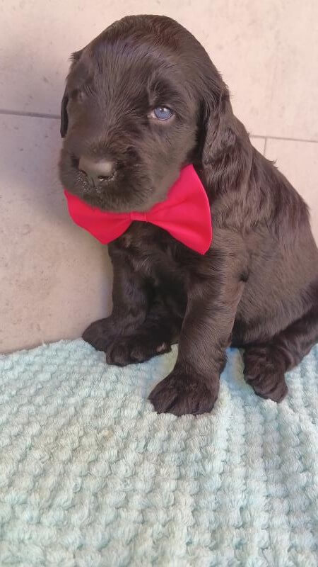 Русский чёрный терьер