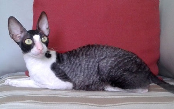 Кудрявые котята Корниш рекс