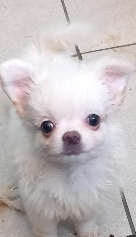 Щенки чихуахуа