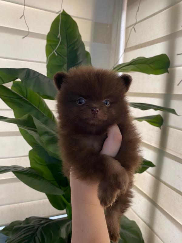 Померанский шпиц