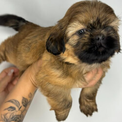 Shitzu шитцу שיצו