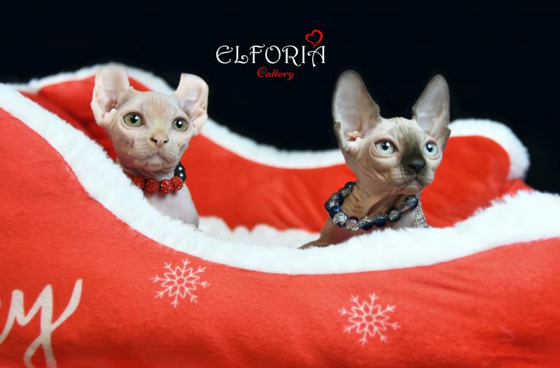 котята Канадского cфинкса, Эльфы.