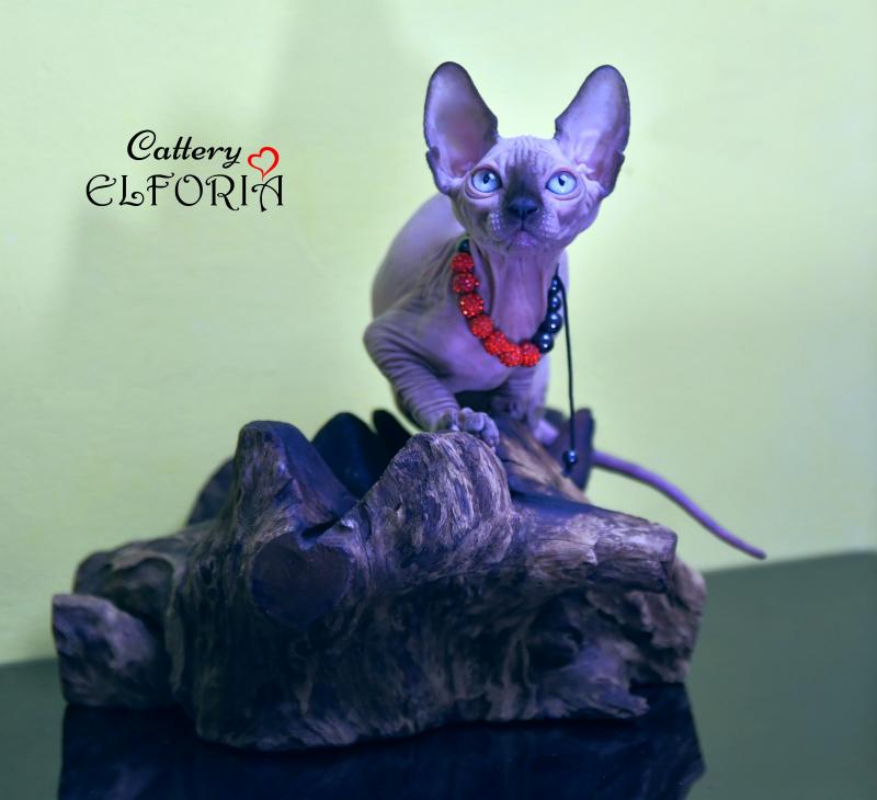 котята Канадского cфинкса