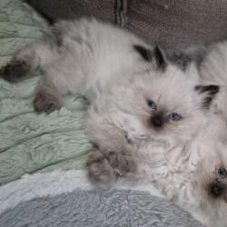 Гималайские котята