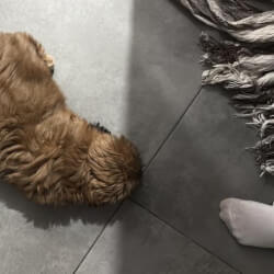 Щенки шитцу