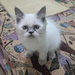 Персидская кошка